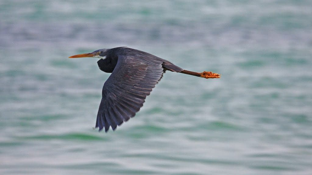 Eritrean dahlak Uccello dell'isola - Airone blu