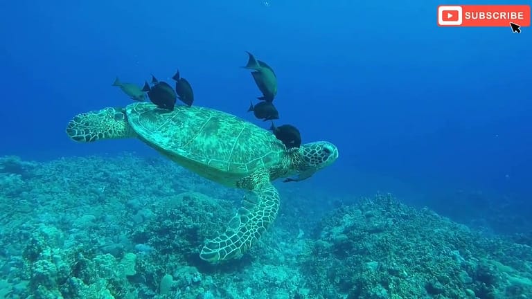Dahlak Islands: Top Snorkeling and Scuba Diving Sites
