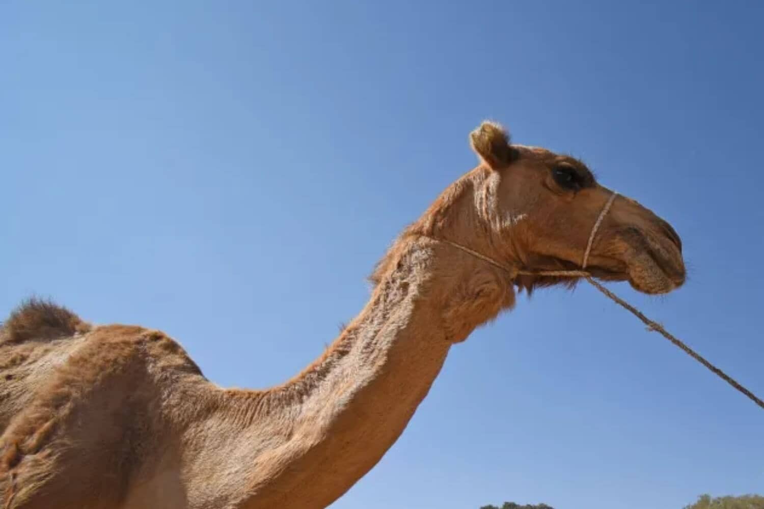 camel market keren eritrea